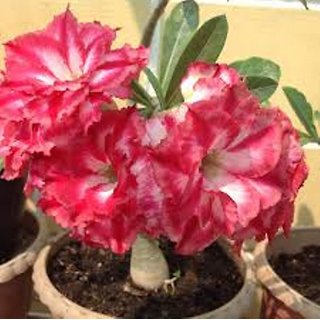                       Modern Plants 21 Seeds of Adenium Corner - Suitable For Bonsai                                              