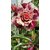 Modern Plants 21 Seeds of Adenium Desert Rose - Suitable For Bonsai