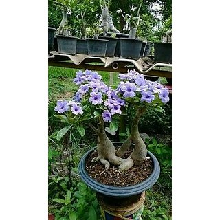                       Modern Plants 21 Seeds of Adenium Purple  - Suitable For Bonsai                                              