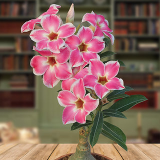                       Modern Plants 21 Seeds of Adenium Obesum Hybrid - Suitable For Bonsai                                              