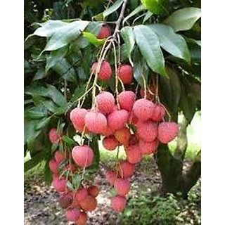 Buy Tropical Rare Dwarf Litchi Chinensis Lychee Fruit Plant Online ...