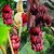 Rare Dwarf Tissue culture Red Banana Musa acuminata 'Red Dacca' Plant (1 Healthy Plant)