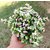Plant House Live Rare Flowering Jade Air Purifier Succulent Plant - 1 Live Healthy Plant