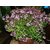 Plant House Live Rare Flowering Jade Air Purifier Succulent Plant - 1 Live Healthy Plant