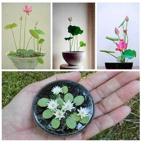 Flower Seeds  Aquatic Lotus (Mixed Colors) Flower Seeds 15 Seeds- Garden Flower Seeds Pack