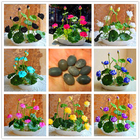 lotus seed hydroponic plants aquatic plants flower seeds pot water lily seeds