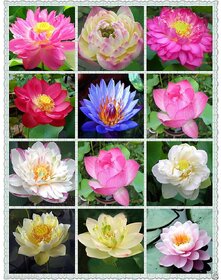 Flower Seeds  Rare Mix Lotus, 15 Colors Waterlilly Flower Kamal Nelumbo Nucifera Seeds For Terrace Garden 15 Seeds- Best Quality Flower Seeds High Germination Home Garden Plant Seeds Eco Pack Garden Plant Seeds