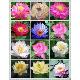                       Flower Seeds  Rare Mix Lotus, 15 Colors Waterlilly Flower Kamal Nelumbo Nucifera Seeds For Terrace Garden 15 Seeds- Best Quality Flower Seeds High Germination Home Garden Plant Seeds Eco Pack Garden Plant Seeds                                              