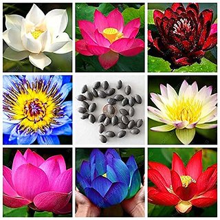                       NooElec Seeds India SEEDVILLE Lotus Flower Seeds All Mix Colors Growing Lotus Brings Positive Vibrations According To Vaastu Shastra (Pack of 15 Seeds)                                              