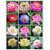 Flower Seeds  Rare Mix Lotus, 15 Colors Waterlilly Flower Kamal Nelumbo Nucifera Seeds For Terrace Garden 15 Seeds- Best Quality Flower Seeds High Germination Home Garden Plant Seeds Eco Pack Garden Plant Seeds