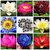 NooElec Seeds India SEEDVILLE Lotus Flower Seeds All Mix Colors Growing Lotus Brings Positive Vibrations According To Vaastu Shastra (Pack of 15 Seeds)