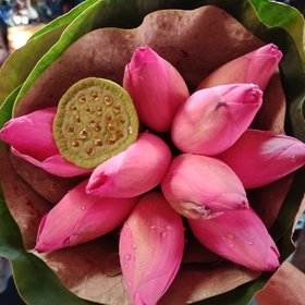 Pink Lotus KamalGatta Seeds Pack of 20