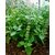 Rama Shyama Tulsi Mixed Tree Seeds