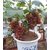 ENORME Nursery Hybrid Grafted Grapes Fruit Plant Saplings 200 Seeds