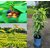 Modern Plants Live 3 Fruit Plants Combo Phalsa / Falsa, Guava, Ber - Healthy 3 Plants