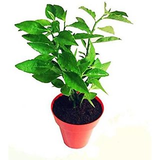 Buy INFINITE GREEN Live Green Naagdon/Nagdon Decorative Plant Online ...