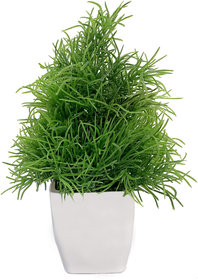 Cute Bonsai Potted Plant