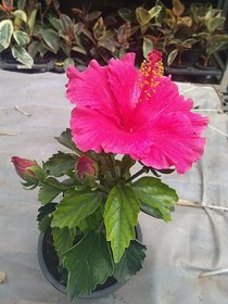 INFINITE GREEN Live Pink Gudhal / Hibiscus Flower Plant