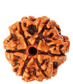 6 Mukhi (Face) Rudraksha Indonesia Java with Certificate of quality
