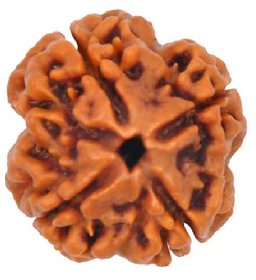 4 Mukhi (Face) Rudraksha Indonesia Java with Certificate of quality