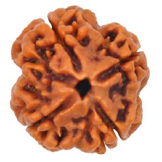 4 Mukhi (Face) Rudraksha Indonesia Java with Certificate of quality