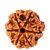 6 Mukhi (Face) Rudraksha Indonesia Java with Certificate of quality