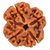 4 Mukhi (Face) Rudraksha Indonesia Java with Certificate of quality