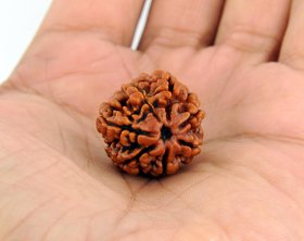 Original Very rare 7 Mukhi ( Seven Face rudraksh ) Rudraksha Lab Certified