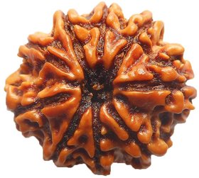 9 Mukhi Rudraksha Nepal IGL Certified 24.72mm  4.23gms Nine Face Rudraksh Bead