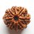 ORIGINAL 8 Mukhi Rudraksha Nepal  IGL Certified 23.34mm Eight Face Rudraksh