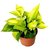 INFINITE GREEN Variegated Syngonium Live Natural Plant
