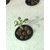 Minerva Naturals Fly Ash Hydrotons Clay Pebbles for Hydroponics, Aquaponics, Soilless Gardening - 3 Liter (900 Gram)
