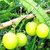 Plantzoin Indian gooseberry Amla Phyllanthus emblica Aanla Live Plant