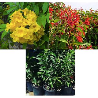 Buy Plant House Live 3 Timber Plants Combo Tecoma Hamelia Henna Mehndi Healthy 3 Timber Plants Online Get 50 Off