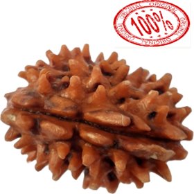 ORIGINAL ONE MUKHI / 1 FACE RUDRAKSHA / VERY RARE LAB CERTIFIED
