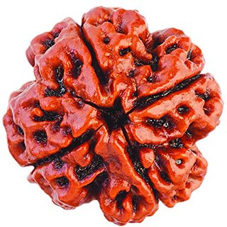 4 Mukhi Rudraksha, Four Face, 100 Original And Very Rare Collection ByMake In India - Pick Use - Soilmade