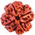 4 Mukhi Rudraksha, Four Face, 100 Original And Very Rare Collection ByMake In India - Pick Use - Soilmade