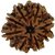 8 Mukhi Rudraksha, Eight Face, 100 Original And Very Rare Collection ByMake In India - Pick Use - Soilmade