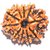 23.55mm 100 Natural (Ten face Rudraksha) 10 Mukhi Rudraksha  Nepal Bead Lab Certified