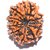 23.55mm 100 Natural (Ten face Rudraksha) 10 Mukhi Rudraksha  Nepal Bead Lab Certified