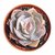 INFINITE GREEN Live Echeveria Dusty Rose Succulent Plant