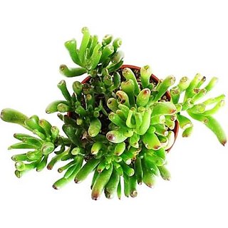 INFINITE GREEN Live Crassula Ovata 'Gollum' Succulent Decorative Plant