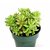 INFINITE GREEN Live Jelly Bean - Sedum pachyphyllum Succulent Evergreen Plant