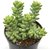 INFINITE GREEN Live Donkey's Tail Succulent Evergreen Plant