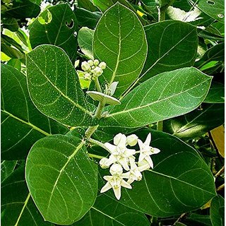 Buy Infinite Green White Aak Root 100 Gm Akada Alarka Arbre De Arbre Roots Online Get 50 Off It has many religious aspects, as the flowers and fruits are used in the worshipping of lord shiva. shopclues