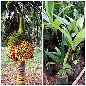 Earth Angels Hybrid Dwarf Arecanut Betel Nut Live Plant