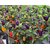 Chili Pepper Chinese 5 Color 30 Chilli Seeds Pack