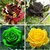 Gardens Rare Exotic Rose Flower Seeds Combo - Black Yellow Green Red-Yellow Seed  (20 per packet)