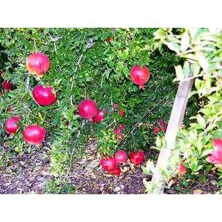 Punica granatum [dwarf red] | Punica granatum 'Dwarf Red' | Dwarf Red