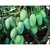 Live Mango All SeasonAam Baramasi Dwarf Grafted Fruit Healthy Plant